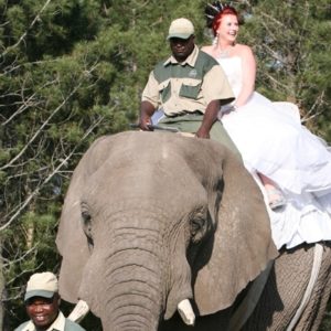 Elephant Wedding Ceremony